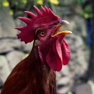 Rooster Crowing